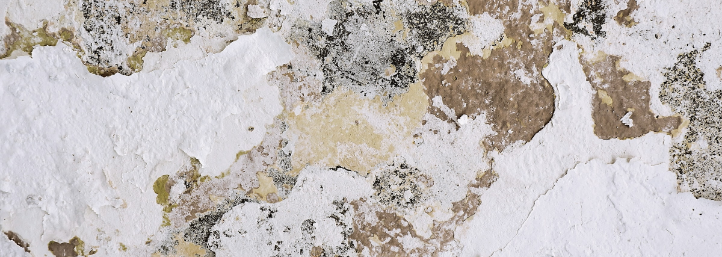 Mold Remediation Services in Orange County, CA