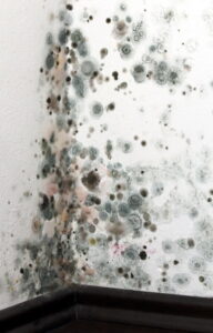 mold-on-wall