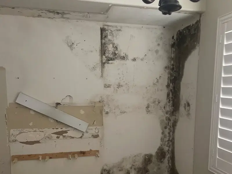 mold-growth-wall
