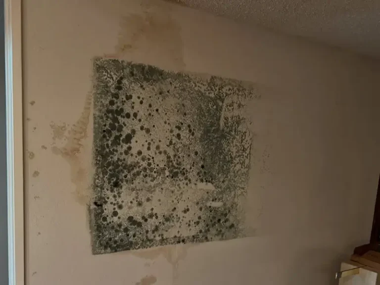 mold-remediation-services