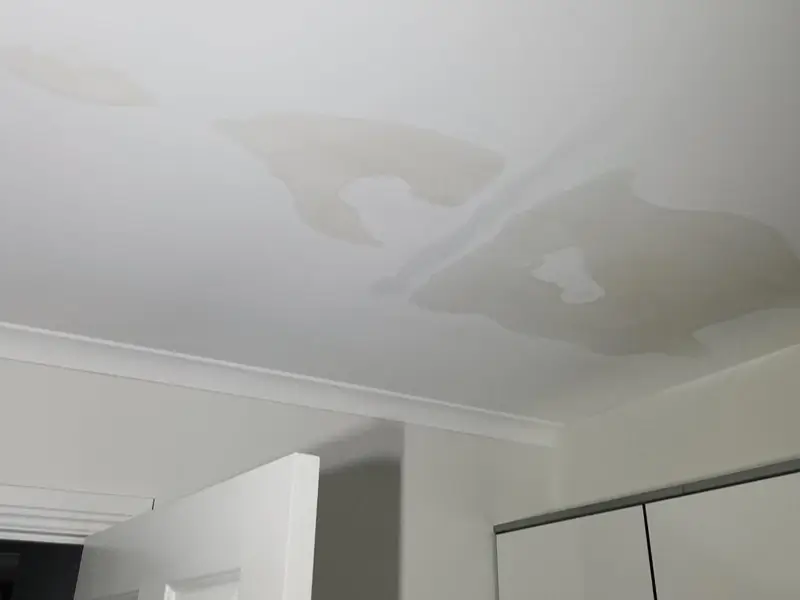 professional-mold-remediation